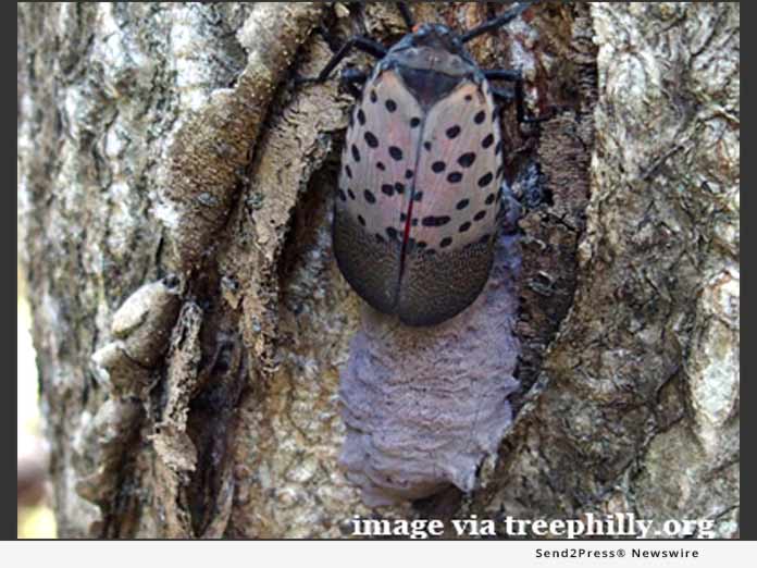 Spotted Lanternfly Egg Laying Begins In