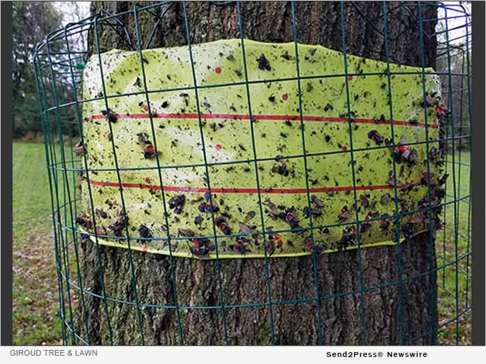 How to Capture and Destroy Spotted Lanternfly Nymphs in 2020 Florida