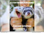 California’s Ferret Ban: Inherited in 1933 – Never Determined | National News