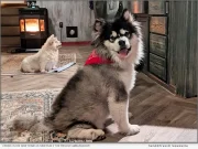 Run 2 The Rescue Featured in PEOPLE – Major National Spotlight Amplifies Mission to Save Dogs from China’s Dog Meat Trade | National News