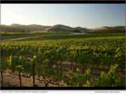 Domaine Carneros Named Sustainable Business of the Year | National News